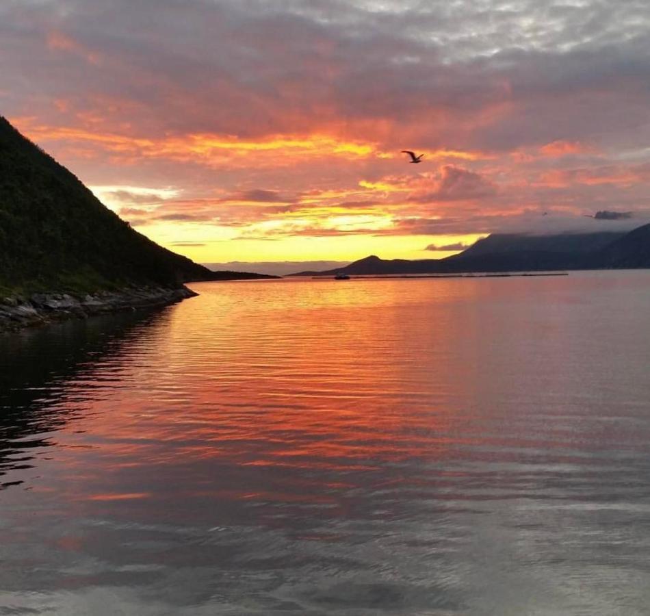 Senja Living Lejlighedshotel Stonglandseidet Eksteriør billede