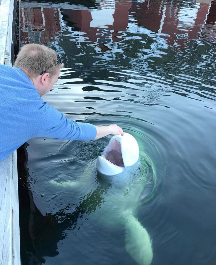 Senja Living Lejlighedshotel Stonglandseidet Eksteriør billede
